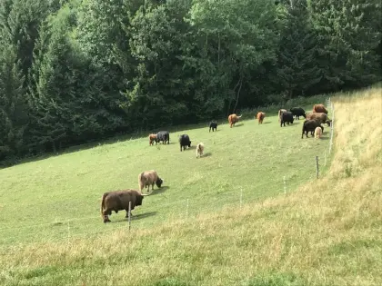 Verkaufe trächtige Hochlandrind-Mutterkuh, Bio