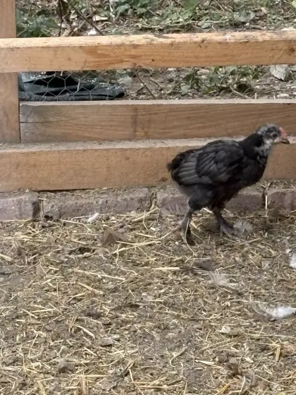 Reinrassige Hähne von Orpington, Marans, Donxiang Lukedanji