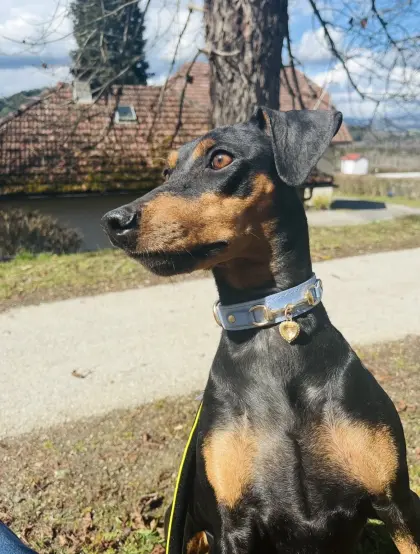 Deutsche Pinscher Hündin