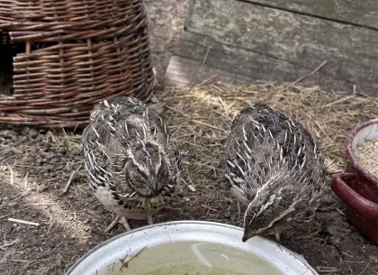 3 Wachtelhähne