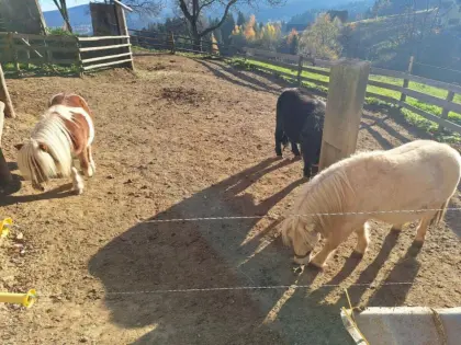Mini-Shetland-Pony Hengst