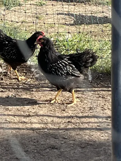 Barnevelder Junghähne