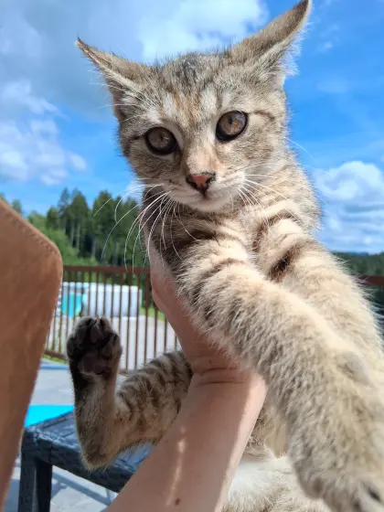 Kätzchen sucht neues zu Hause