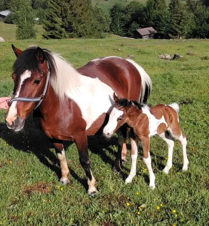 Ponyfohlenstute zu verkaufen