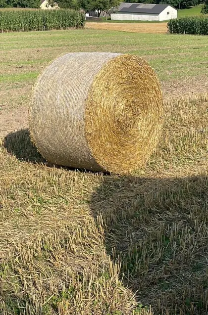 Suche Stroh