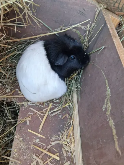 3 weibliche Glatthaarmeerschweinchen