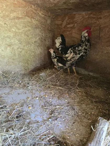 Leghorn Exchequer 1:1 von 2026