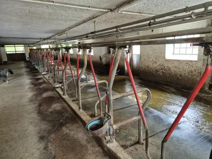 Halsrahmenaufstallung