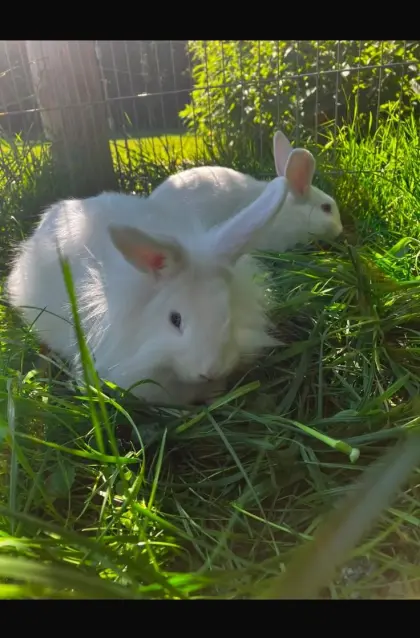 Zwergkaninchen