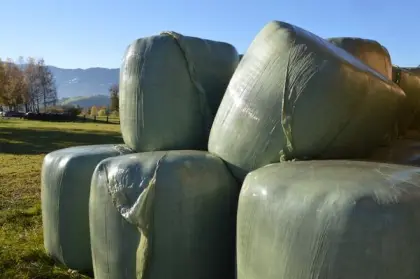 Suche Silage ab Feld