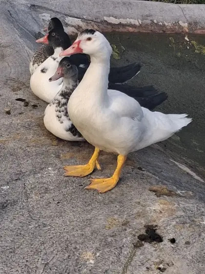 2 Moschusenten von 2026