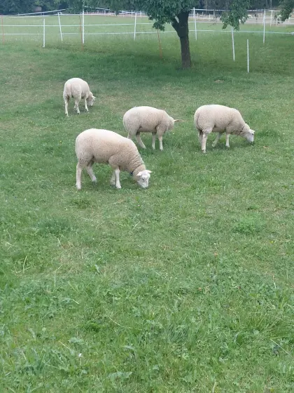 Texel Lämmer