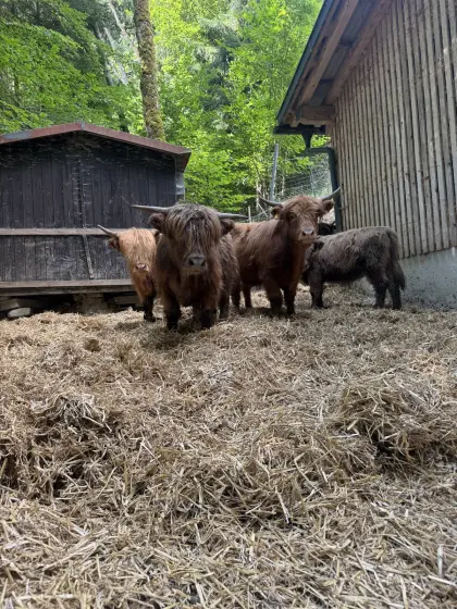 Hochlandrinder