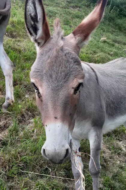 Meine Eseldame Elsa sucht ein neues liebevolles Zuhause