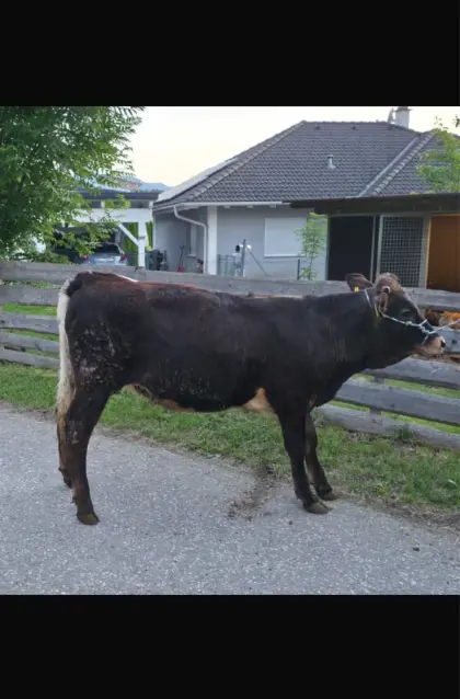 Aubrac/Pinzgauer und Pinzgauer Kalbin