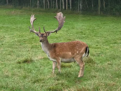 Damhirsch