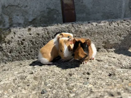 Meerschweinchen