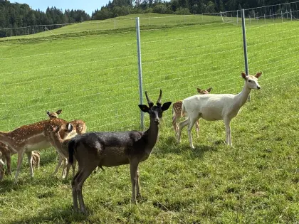 Damwild, Damhirsch, Spießer
