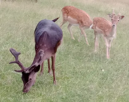 Damwild, Damhirsch schwarz, 3. Kopf