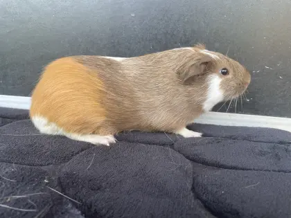 Meerschweinchen