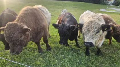 Bio-Galloway