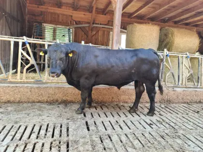 Angus-Stier