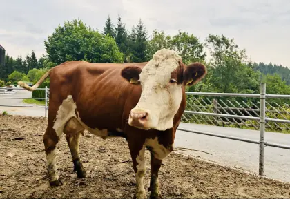 Bio-Milchkuh Fleckvieh