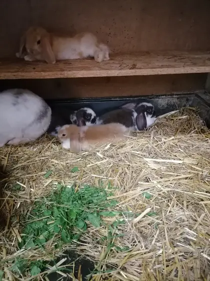 Zwergkaninchen Minilop Zwergwidder