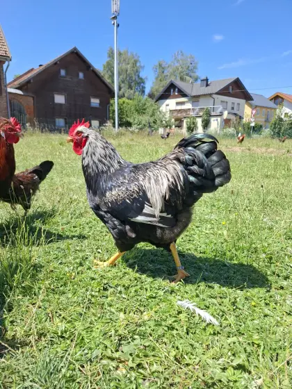 Rassehähne