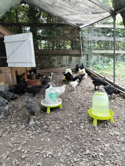 Olivleger und Marans Junghähne