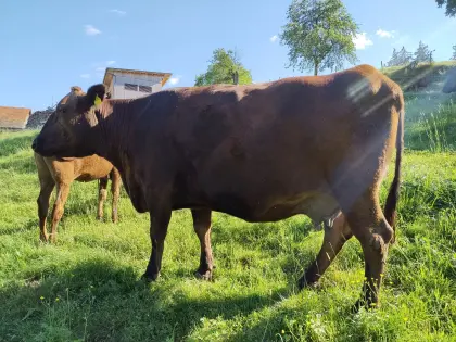 Suche Wagyu-Kalbin