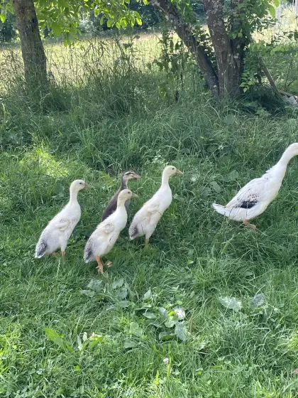 Laufenten aus biologischer Haltung