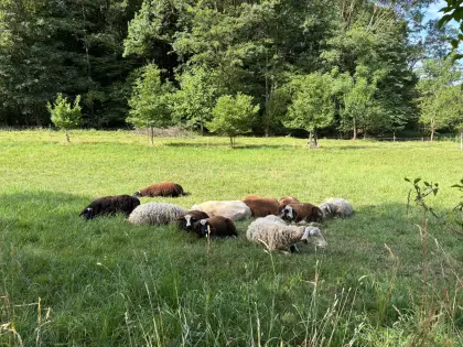 Milchschafherde Ostfriesen/Lacaune abzugeben