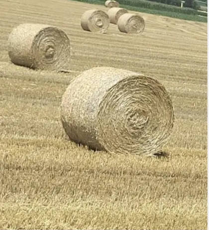 Haferstroh in Futterqualität