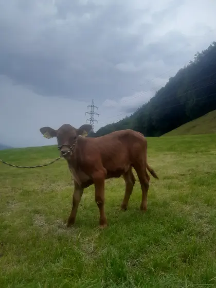 Verkaufe Angus x BS Kuhkalb