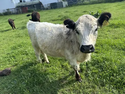 Galloway Kalbin, ca. 1,5 Jahre alt