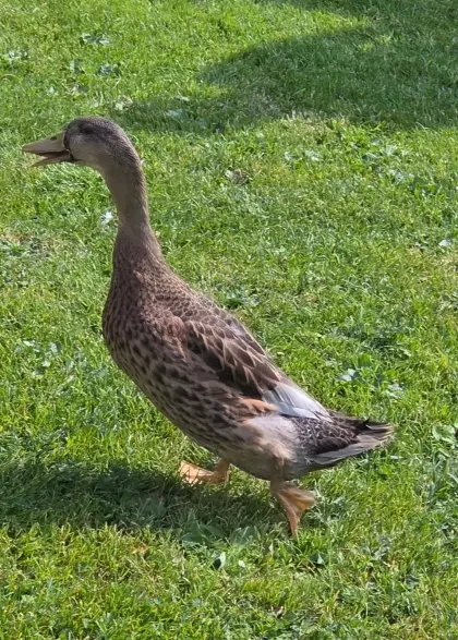 Männliche Laufente