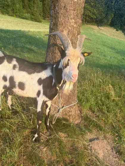 Ziegenbock