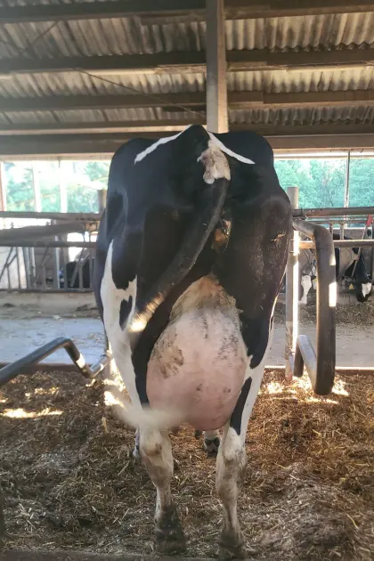 3 HF Kühe in Milch