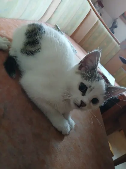 Babykatze