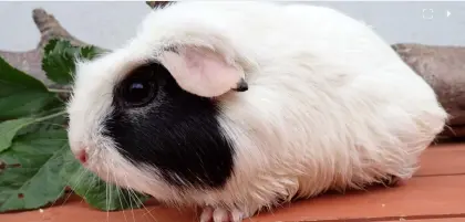 Kurz-, Glatthaar-Meerschweinchen, weiblich (nicht zur Zucht)