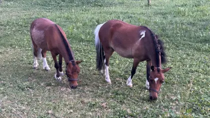 3-jährige Stute mit vollständigen amerikanischen Papieren