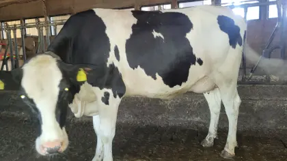3 HF Kühe in Milch