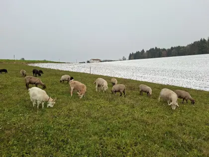 Milchziegen