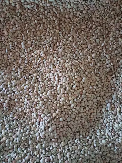 Bio-Linsen