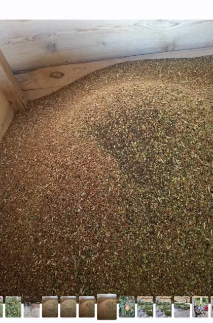 Ölrettich
