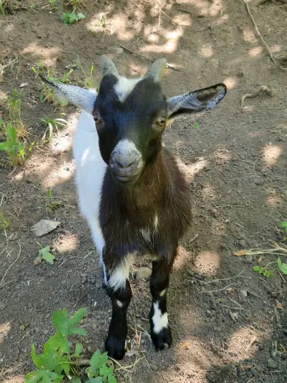 Zwergziegenbock