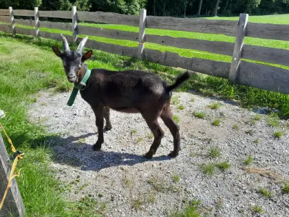 Aosta Kitzbock