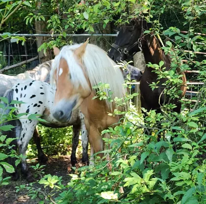 Spanier, Haflinger