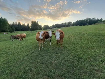 Bio Kalbinnen